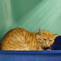 Rabbi, chat à adopter