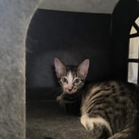 BANDIT, chat à adopter
