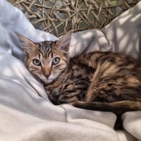 ARIANE, chatte à adopter