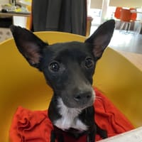 STELLA, chienne à adopter