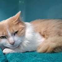 HARRY, chat à adopter