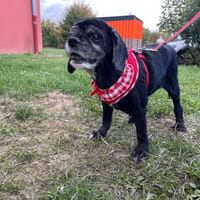 PRINCESSE, chienne à adopter
