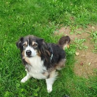 NEPTUNE OAA19855, chien à adopter