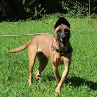 PUCCA, chienne à adopter