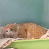 Bidochon, chat à adopter