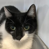 Te fiti, chatte à adopter