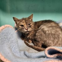 DOUDOU, chatte à adopter