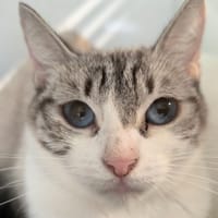 Puah, chatte à adopter