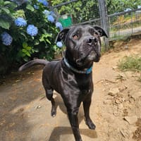 Ramses, chien à adopter