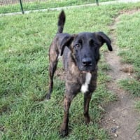 UNIQUE, chienne à adopter