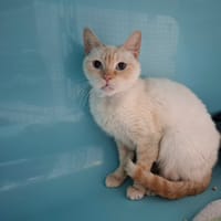 NUGGETS, chatte à adopter
