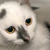BLANCHI, chat à adopter