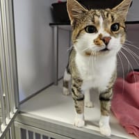 Flyers, chat à adopter
