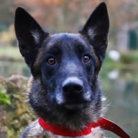 PUMBA, chien à adopter