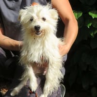 galak, chien à adopter