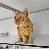 Max, chat à adopter