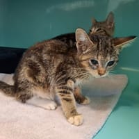 Mimolette, chatte à adopter