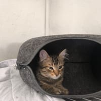 VELCRO, chat à adopter