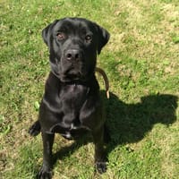 BOBBY, chien à adopter