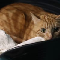 CHACHA, chatte à adopter