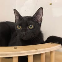 KINETTE, chatte à adopter