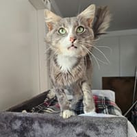 Stanley, chat à adopter