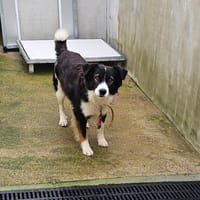 Hope, chien à adopter