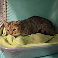 Hiro, chat à adopter