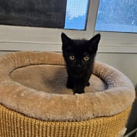 Alya, chatte à adopter