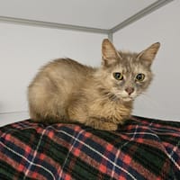 TSUKI (en cours d'adoption), chatte à adopter