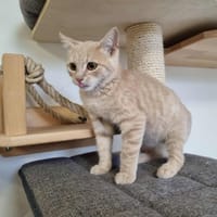 AURION, chat à adopter