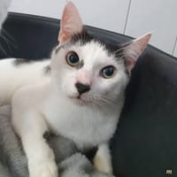 KRUGER CHA, chat à adopter