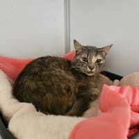 MOMO, chatte à adopter