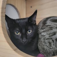 Prosper, chatte à adopter