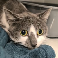 MAM, chatte à adopter