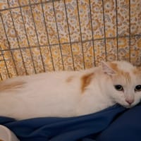 Raclette, chatte à adopter