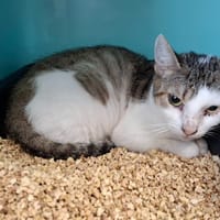 Groulette, chatte à adopter