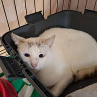 Blanchette, chatte à adopter