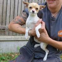Mimi, chienne à adopter