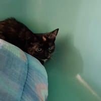 GRUMPIE, chatte à adopter