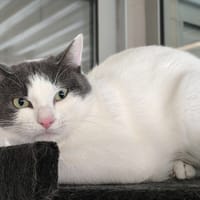 Motunui, chat à adopter