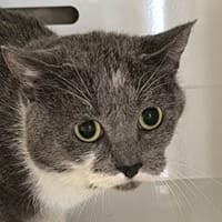 CHIPPO, chat à adopter