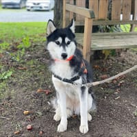 VADROUILLE, chienne à adopter