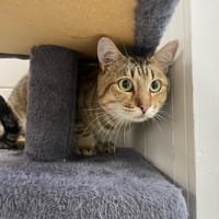 TIGROU, chat à adopter