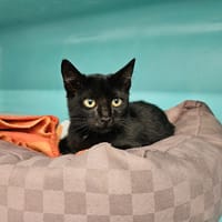 Ten, chat à adopter