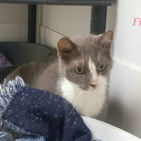 FIFI, chatte à adopter