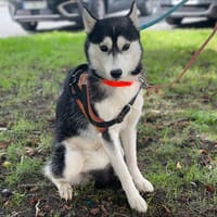 VOYAGE, chienne à adopter