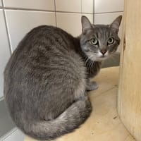 PIKE, chat à adopter