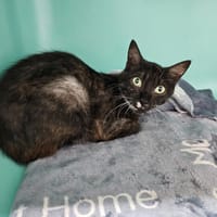 Fruits, chatte à adopter
