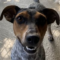 CHUMY (Réservée), chienne à adopter
